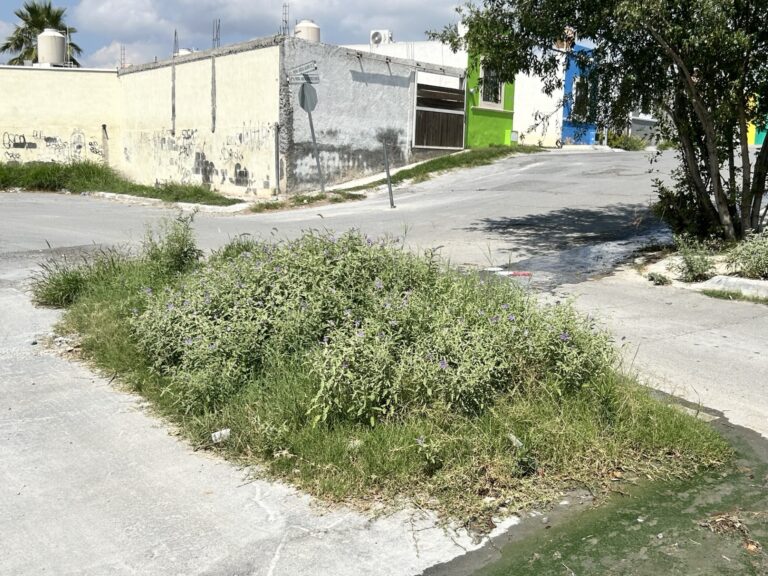 Mega bache se convierte en área verde en la colonia Parajes del Valle; autoridades atenderán petición de vecinos 