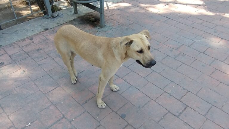 Planteará Amor por los Animales AC se aperturen Centros de Bienestar Animal en los 38 municipios de Coahuila