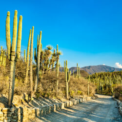 Tehuacan-Cuicatlan Biosphere Reserve in Mexico