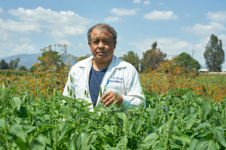 Desarrollan alimento para conejo con características similares a la alfalfa