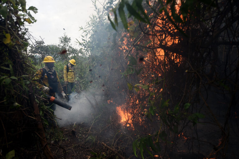 El cambio climático y la alta demanda de madera presionan cada vez más a los bosques