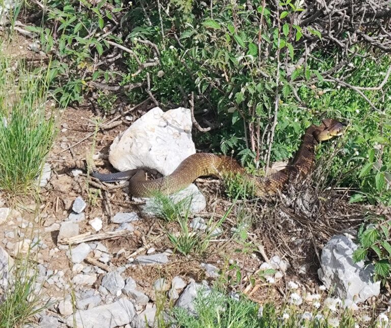 Rescata Arteaga a visitantes y habitantes mordidos por alacranes y víboras este fin de semana