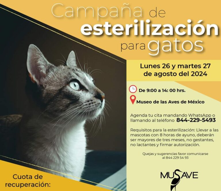 Habrá esterilización de gatos al 2 x 1 en el MUSAVE los días 26 y 27 de agosto