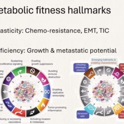 Indagan proliferación del cáncer mediante la perspectiva del desarrollo celular2