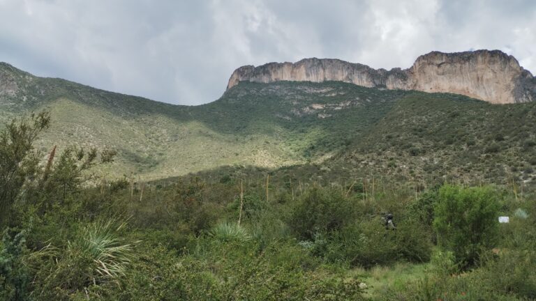 Iniciará PROFAUNA a mediados de agosto reforestación del Cañón de San Lorenzo