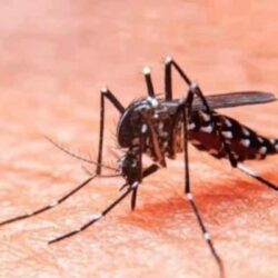 Presencia de dengue en entidades mexicanas donde no había