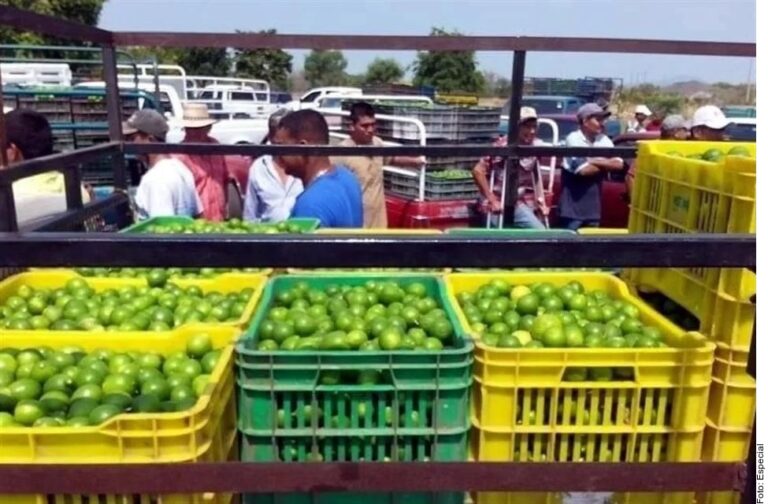 Paran limoneros en Michoacán por extorsiones