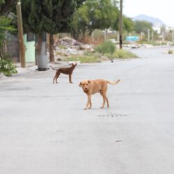 Analizan propuestas para atender problemática de abandono de mascotas3