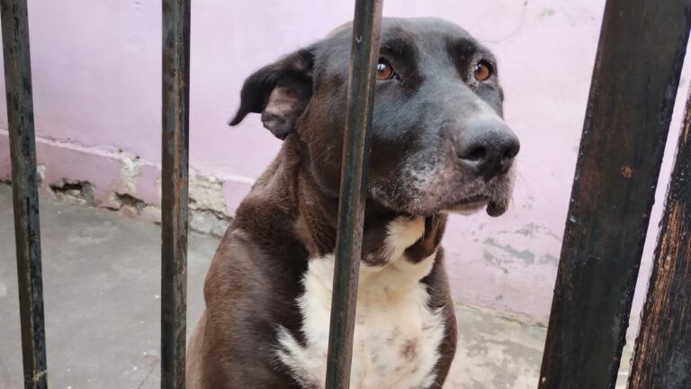 Ante lluvias, piden resguardar adecuadamente a mascotas para proteger su salud