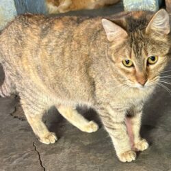 Mujer en Saltillo llegó a tener 29 gatos en su hogar, se van en adopción 1