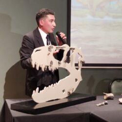 Presenta MUDE nueva especie de tiranosaurio descubierto en Coahuila