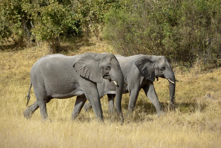 Zimbabue sacrificará más de mil elefantes para aliviar el hambre de su población provocada por la sequía