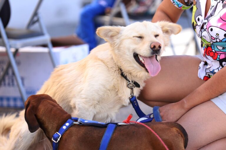 Impulsa Saltillo cultura de protección y bienestar de mascotas