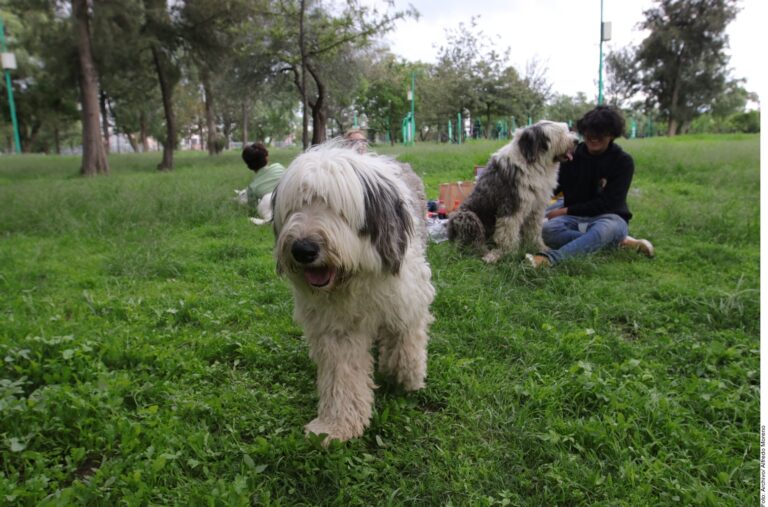 ¿Quién se queda con el perro?, tras un divorcio