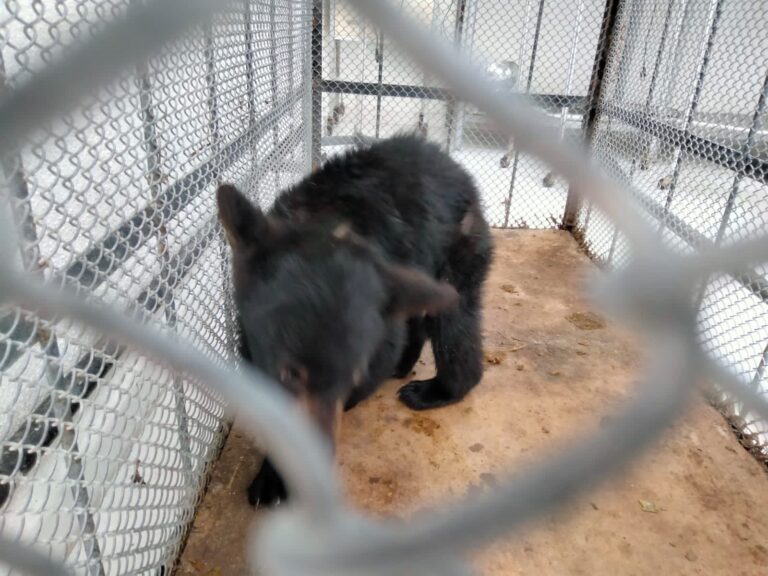 Arteaga conmemora el Día Mundial de los Animales con acciones de protección en la Sierra