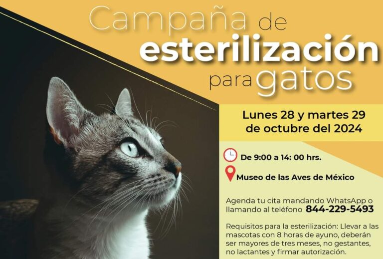 Habrá esterilización de gatos al 2 x 1 en el MUSAVE los días 28 y 29 de octubre