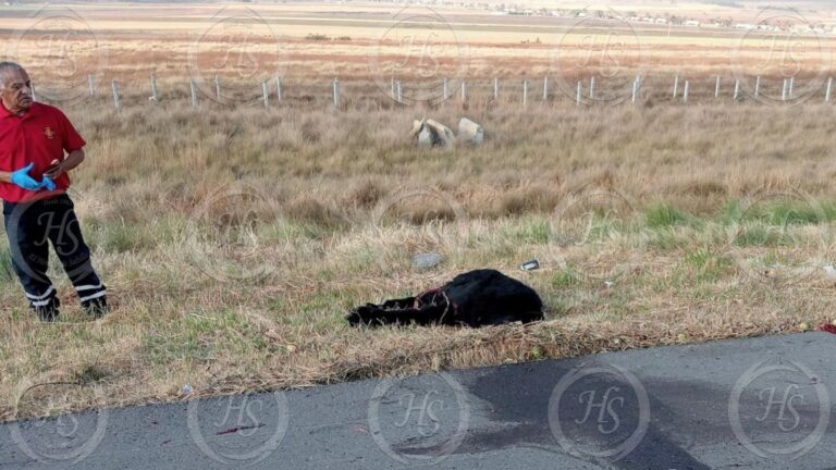 Atropellan y matan a oso en la carretera 57, en Arteaga