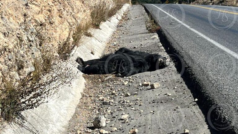 Atropellan y matan a oso en la carretera 57, en Arteaga