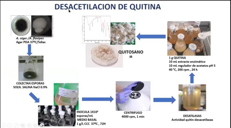 Con proceso biotecnológico obtienen quitosano de la cáscara de camarón