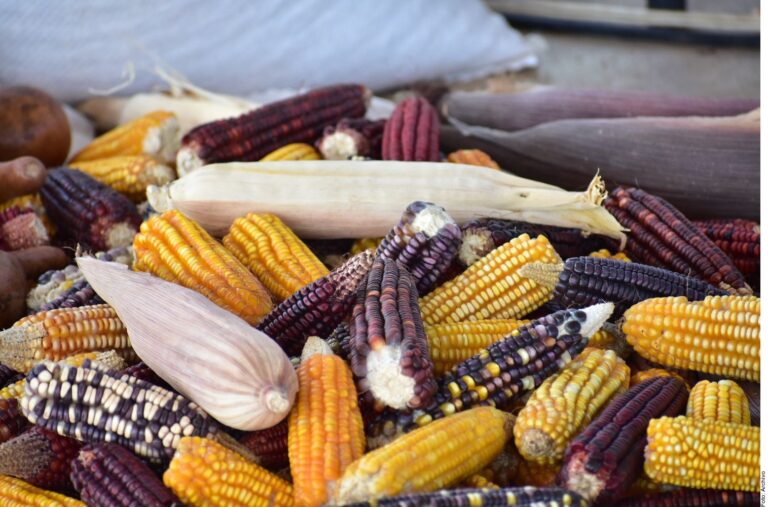 Pierde México panel del maíz contra EU