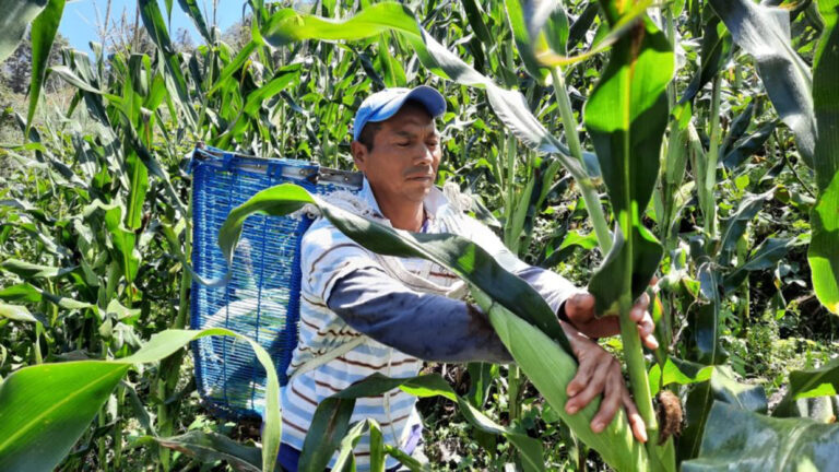 Pérdida de agrobiodiversidad en el campo mexicano