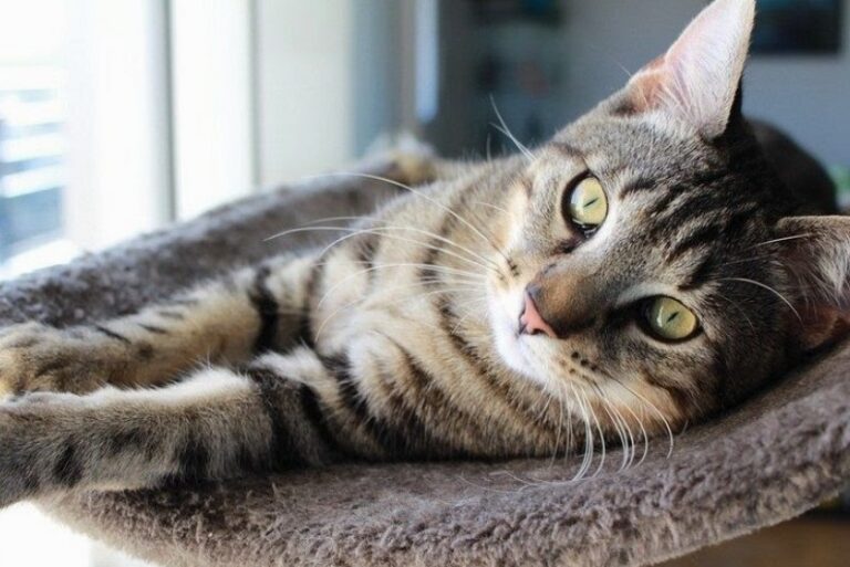 Línea de autobuses extravía a gatita en Zacatecas, exige propietaria su localización