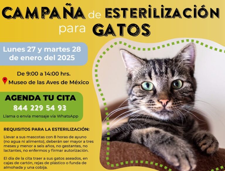 Realizará MUSAVE primera campaña de esterilización de gatos de 2025, los días 27 y 28 de enero