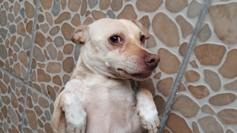 Llama Perrunos UAAAN a proteger a mascotas ante bajas temperaturas