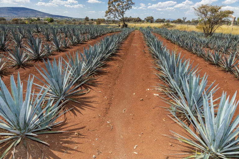México enfrenta una crisis por sobreproducción de tequila