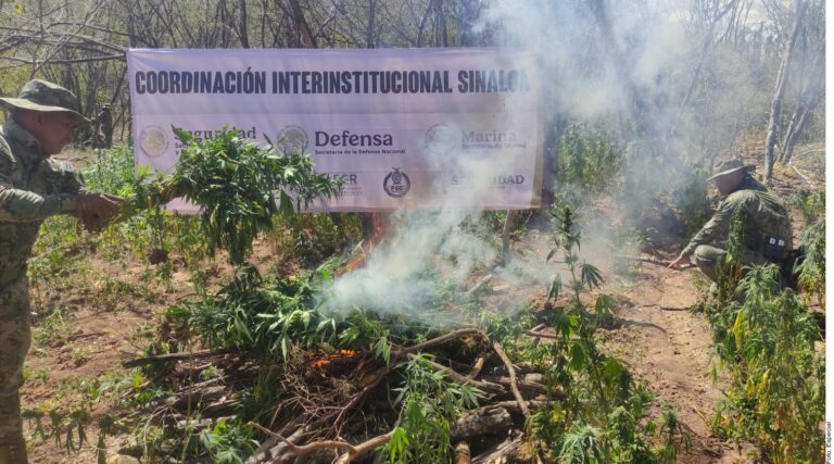 Asegura Marina 2 ‘narcolaboratorios’ en Sinaloa