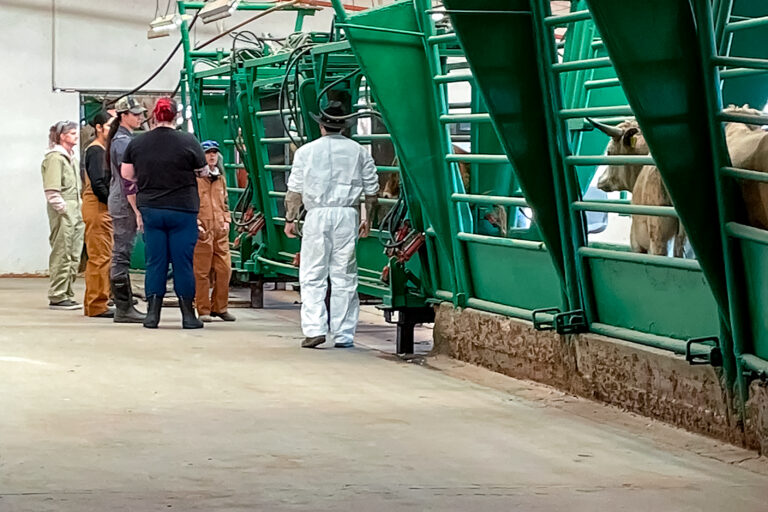 Cruza el primer lote de ganado bovino a Estados Unidos desde San Jerónimo, Chihuahua