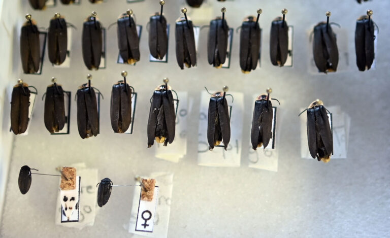 México, segundo país en el mundo en variedad de luciérnagas 