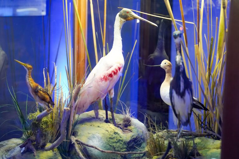 Continúa la exposición “Aves a la Vista” en el Teatro de la Ciudad de Ramos Arizpe