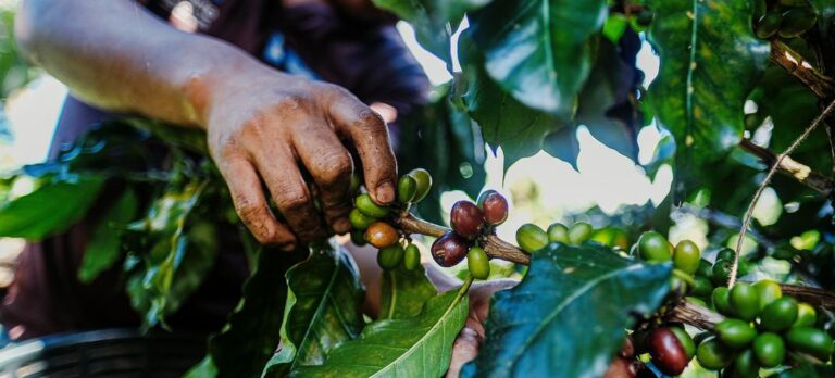 El cambio climático dispara el precio del café un 40%