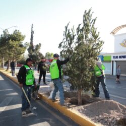 Inicia sustitución de árboles siniestrados en el camellón del bulevar V. Carranza1