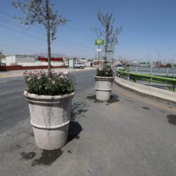 Transforman retorno en espacio para arbolado8