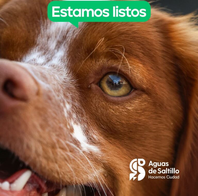 Usará AGSAL perros entrenados para detectar fugas ocultas de agua