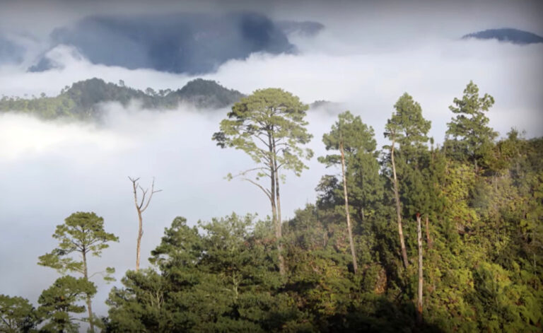 Deforestación y cambio climático amenazan bosques de niebla