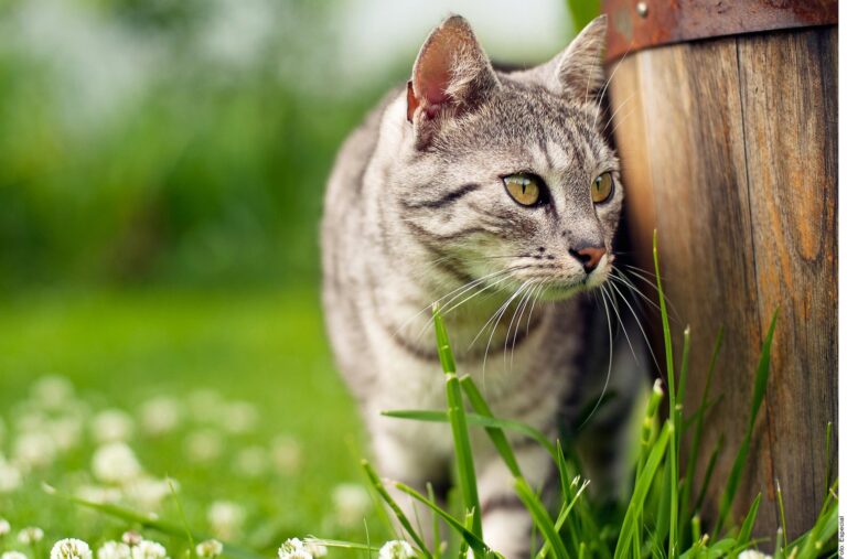 Dejar salir a tu gato tiene riesgos