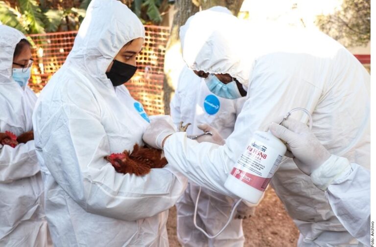 Confirma SSA primer caso humano de influenza aviar A (H5N1)