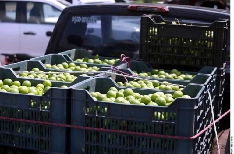 Garantizan abasto de limón pese a violencia en Michoacán
