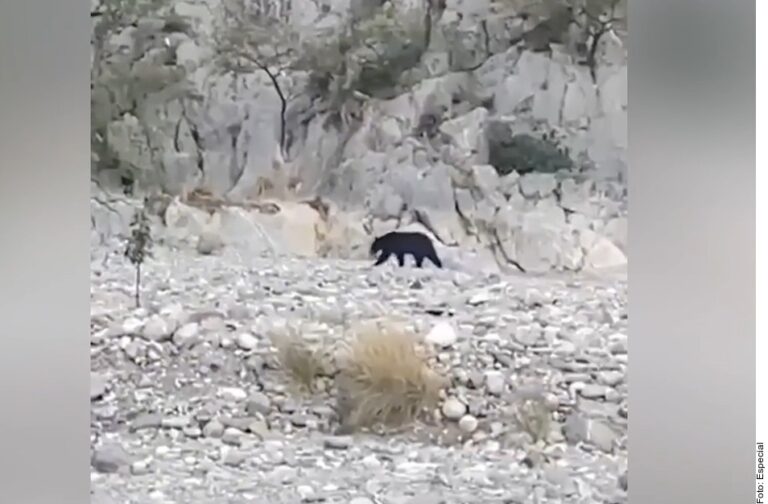 Se pasea oso por La Huasteca; cierran acceso