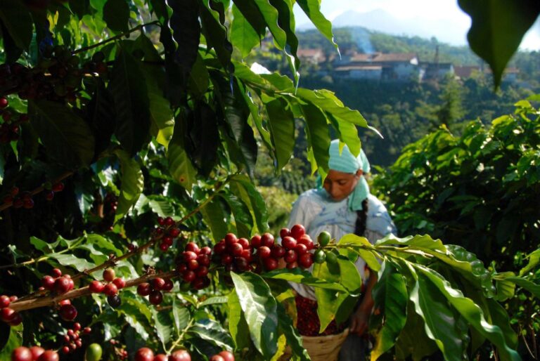Sectur, Agricultura y Concanaco Servytur presentan la campaña “Pide un café mexicano”