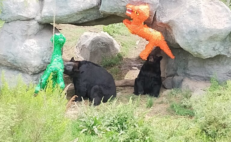 Celebran en el MUDE el 14 aniversario de los osos Camila y El Capi