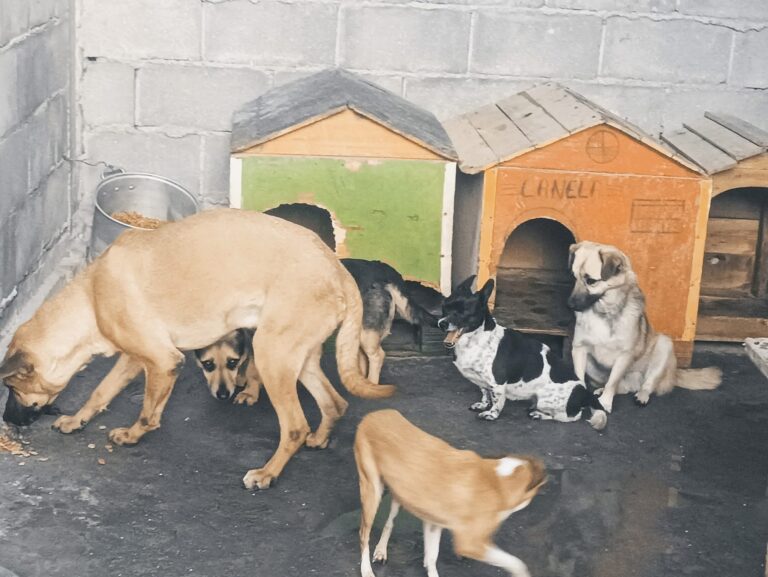 Continúan en refugio “Compita Moy” con colecta de alimento para mascotas en abandono