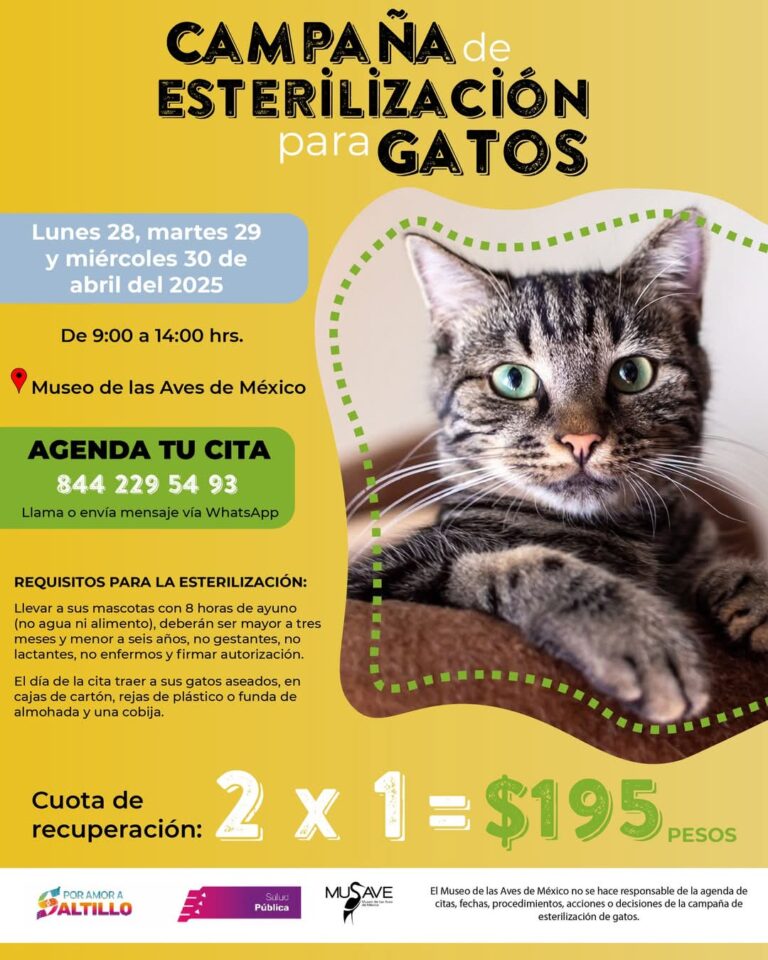 Habrá la próxima semana campaña de esterilización de gatos al 2 x 1 en el MUSAVE