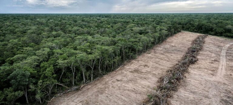 Los bosques, víctimas de la tala ilegal, el narcotráfico, la minería y el tráfico de especies