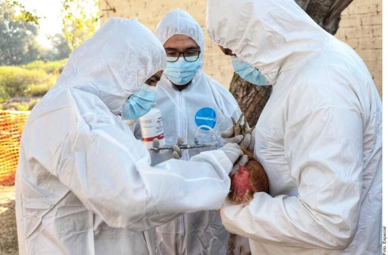 Muere niña por influenza aviar en Coahuila; primer caso en México