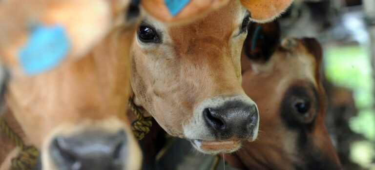 Sudamérica, muy cerca de erradicar la fiebre aftosa