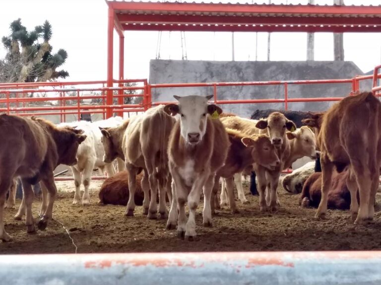 Malas medidas de la 4T cierran frontera de México y Estados Unidos: Secretaría Federal Americana de Agricultura